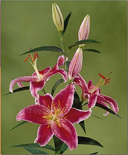 Lirio Stargazer